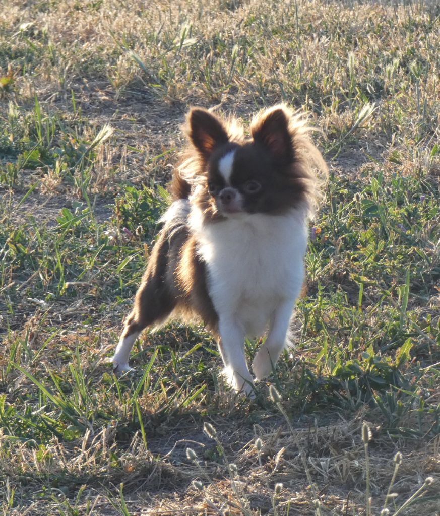 Publication : Des Minis Pepites