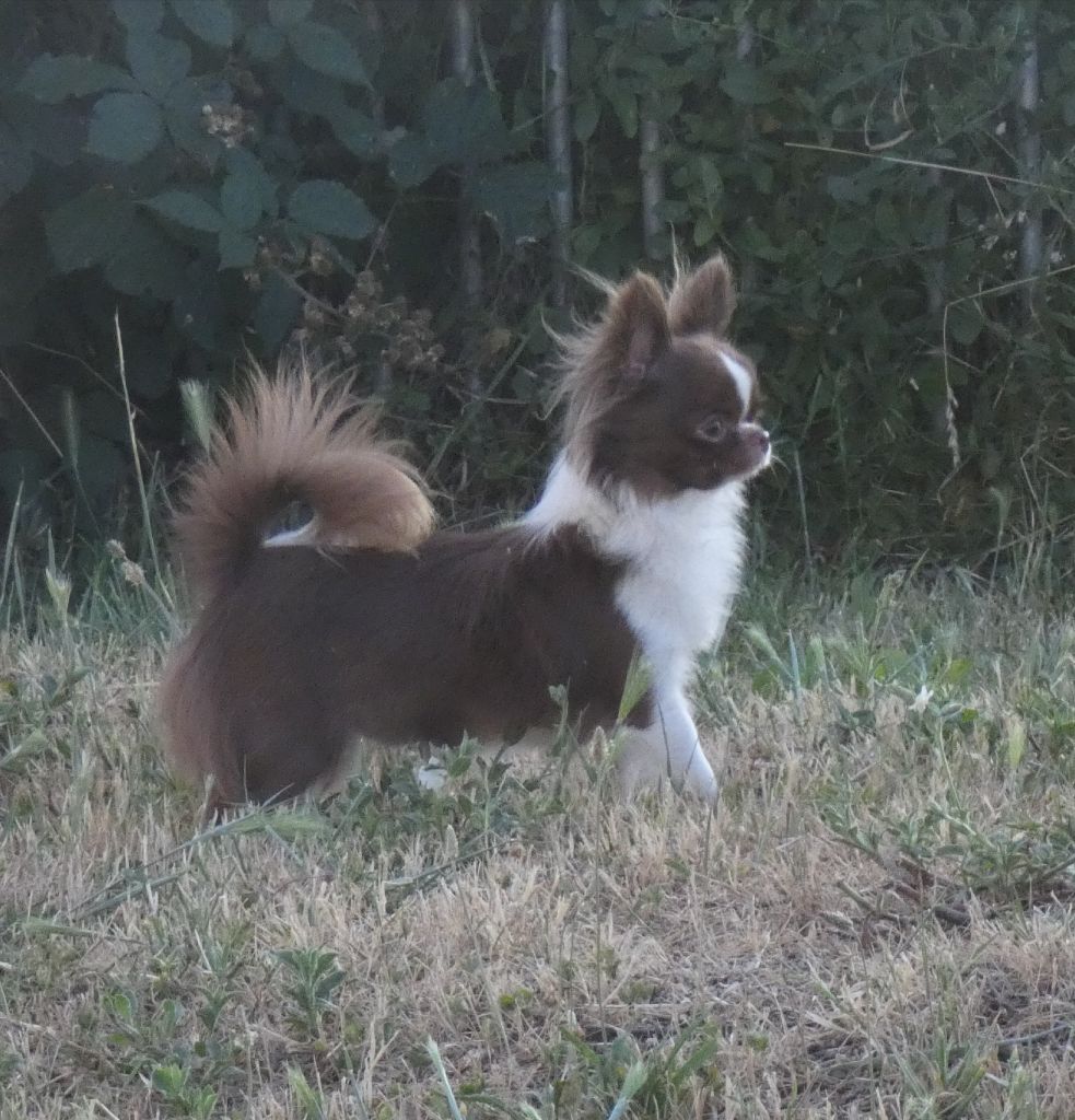 Publication : Des Minis Pepites