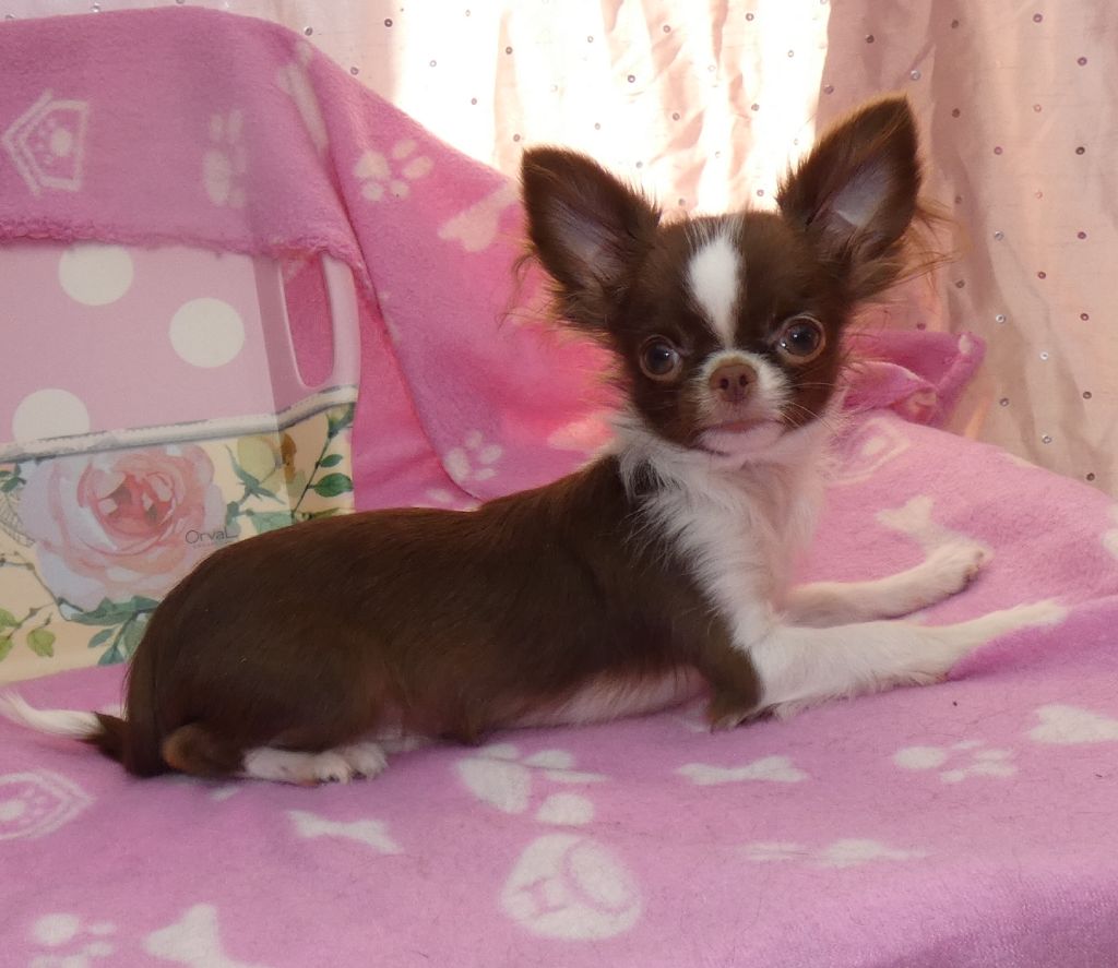 Publication : Des Minis Pepites