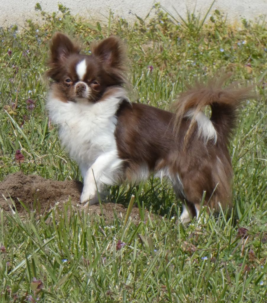 Publication : Des Minis Pepites