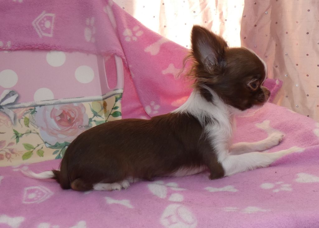 Publication : Des Minis Pepites