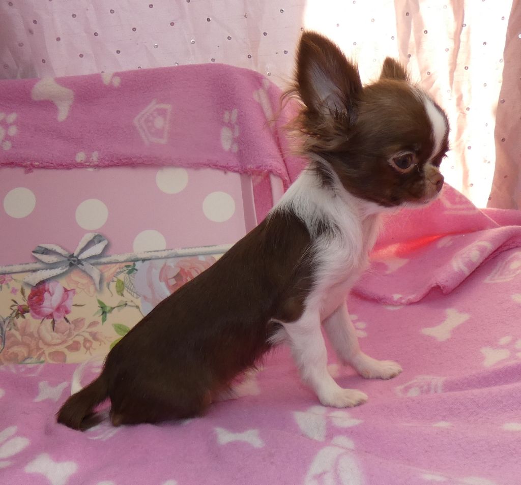 Publication : Des Minis Pepites