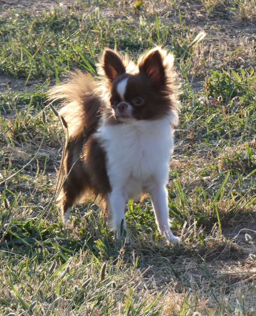 Publication : Des Minis Pepites