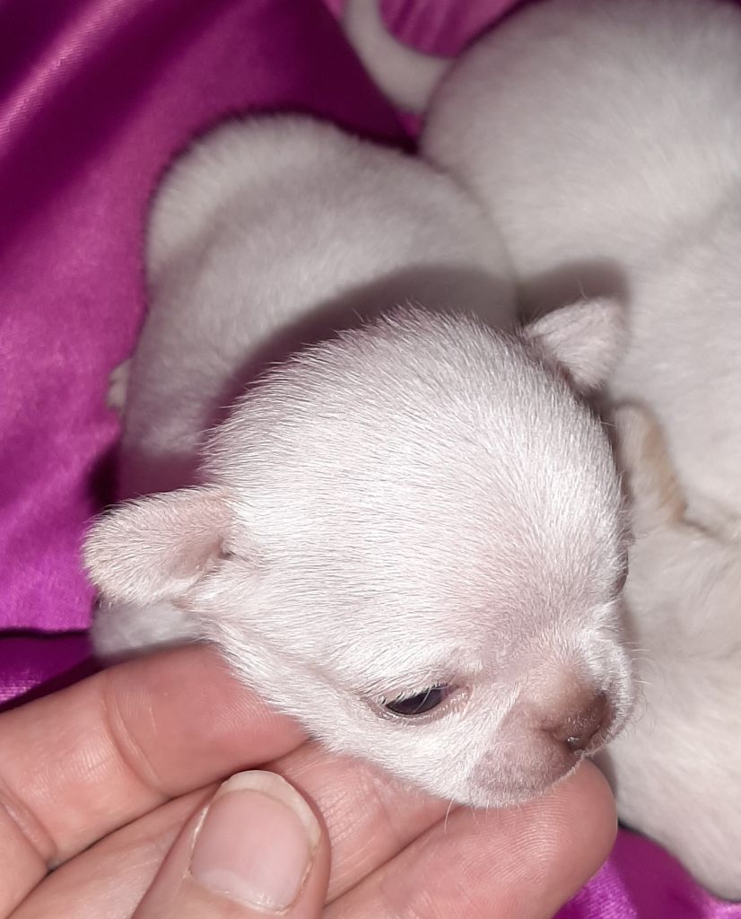 CHIOT - Chihuahua