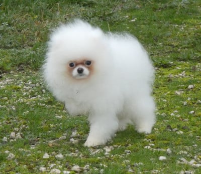 Les chiots de Spitz allemand