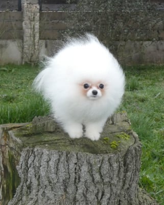 Les chiots de Spitz allemand