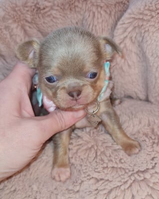 Les chiots de Chihuahua