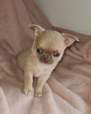 Les chiots de Chihuahua