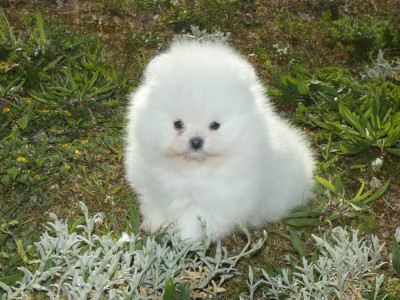 Les chiots de Spitz allemand