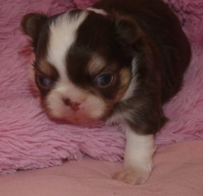 Les chiots de Chihuahua