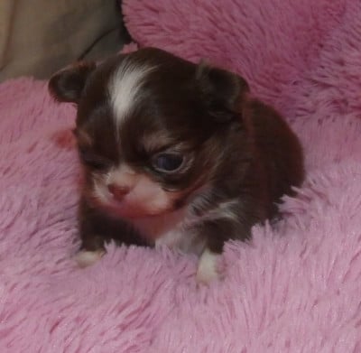 Les chiots de Chihuahua