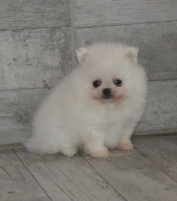 Les chiots de Spitz allemand