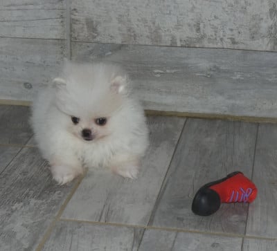 Les chiots de Spitz allemand