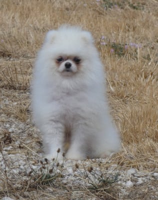 Les chiots de Spitz allemand