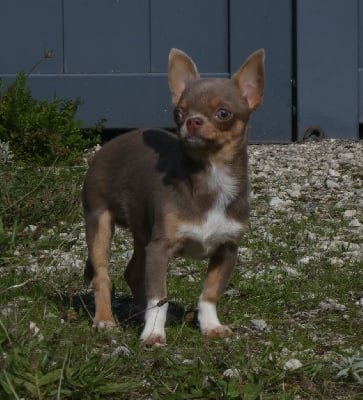 Chihuahua