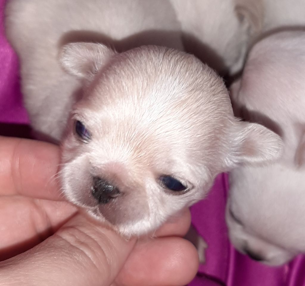 CHIOT - Chihuahua