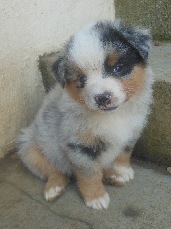 Accueil Elevage De La Tribu Des Tallas Eleveur De Chiens