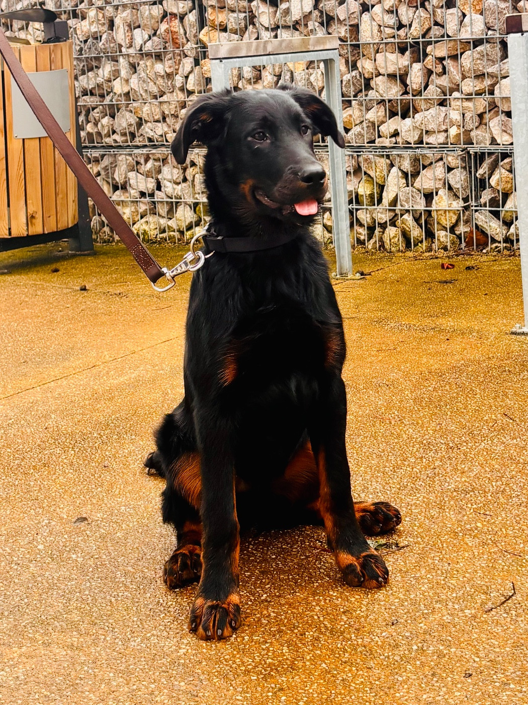 Yvar Dexter du Fond des Camps