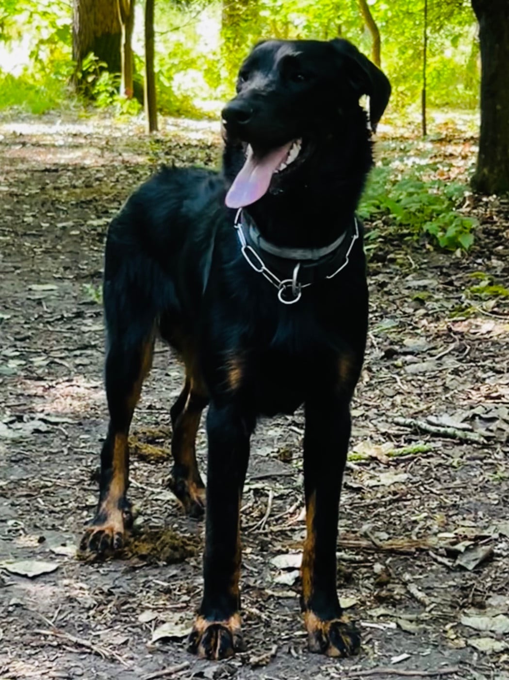 Yvar Dexter du Fond des Camps
