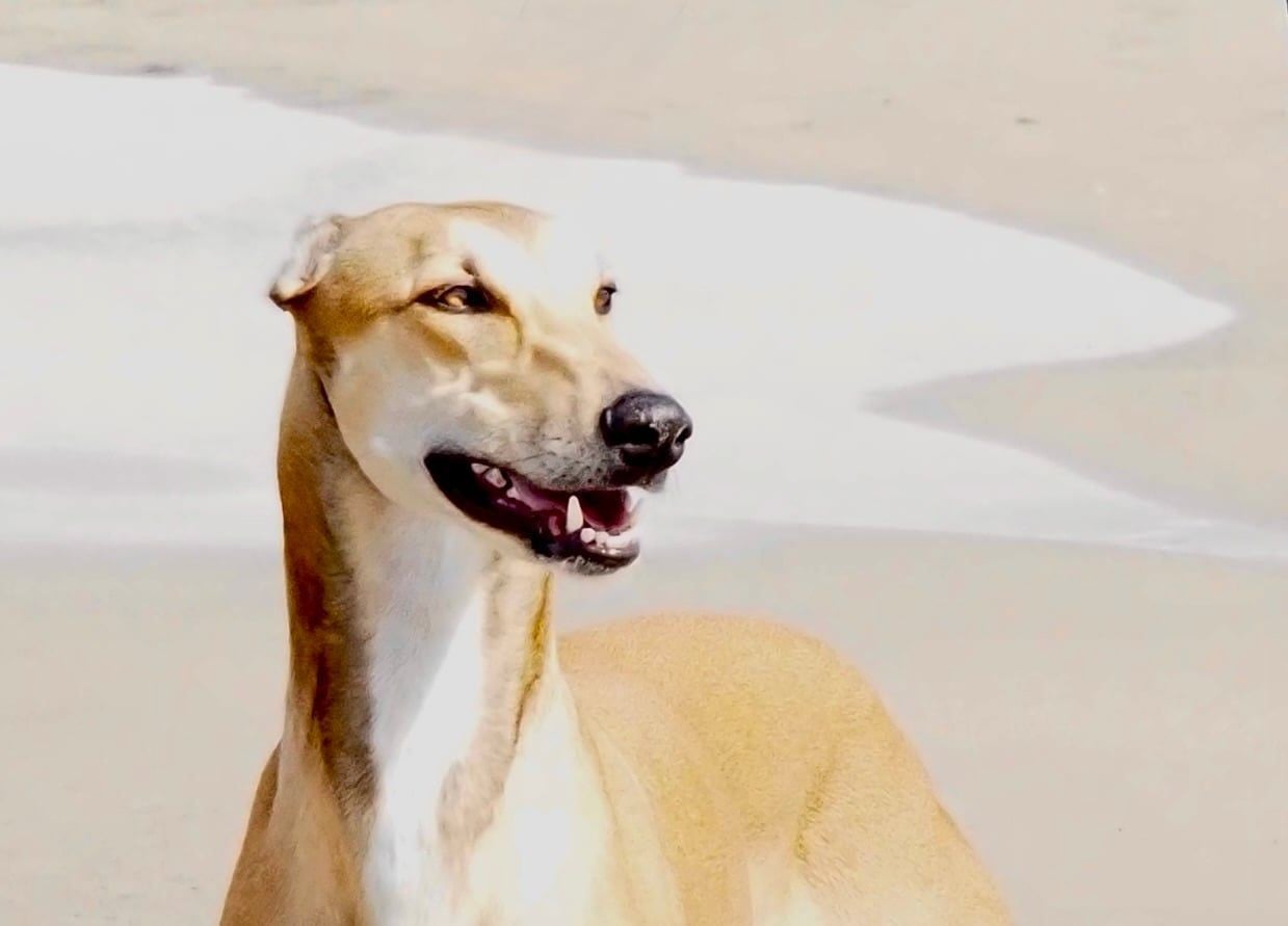 Windrock Play with fire