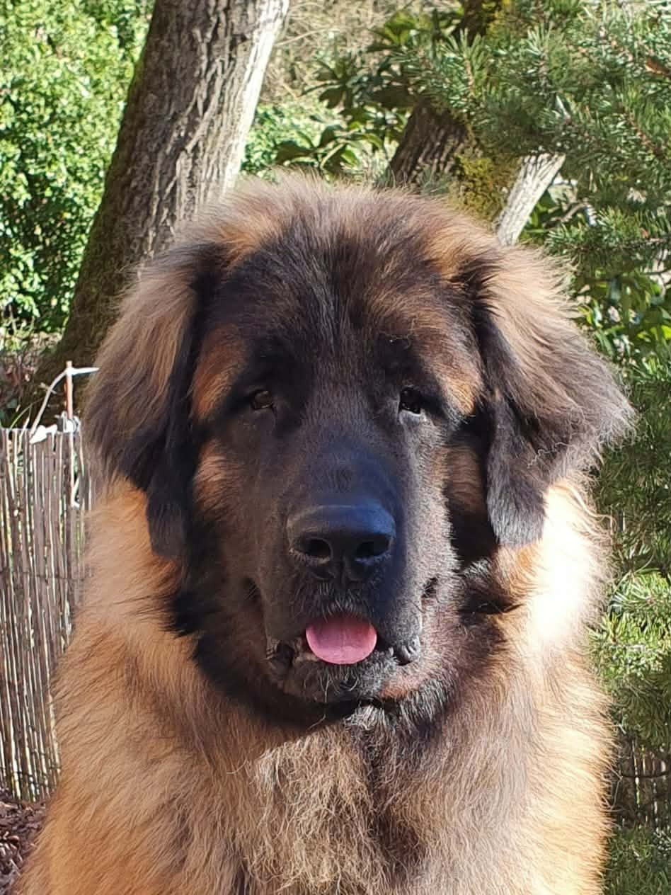 Valio viserion des dragons de provence