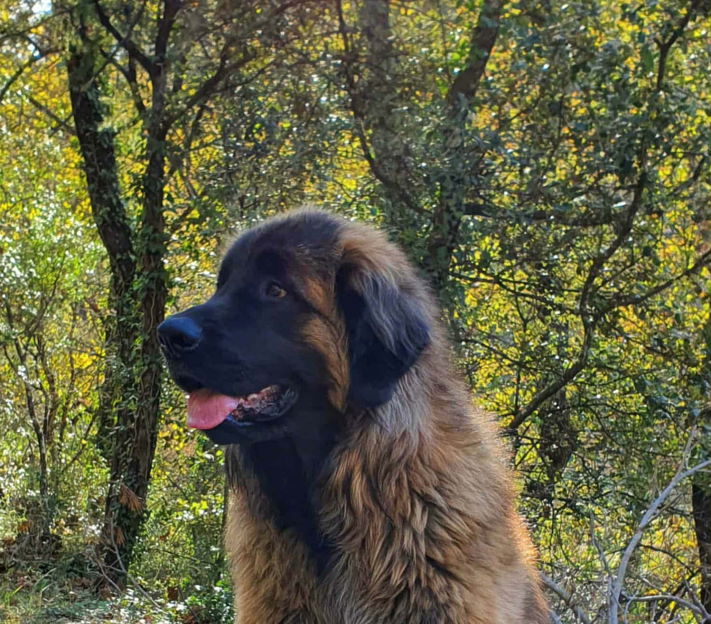 Valio viserion des dragons de provence