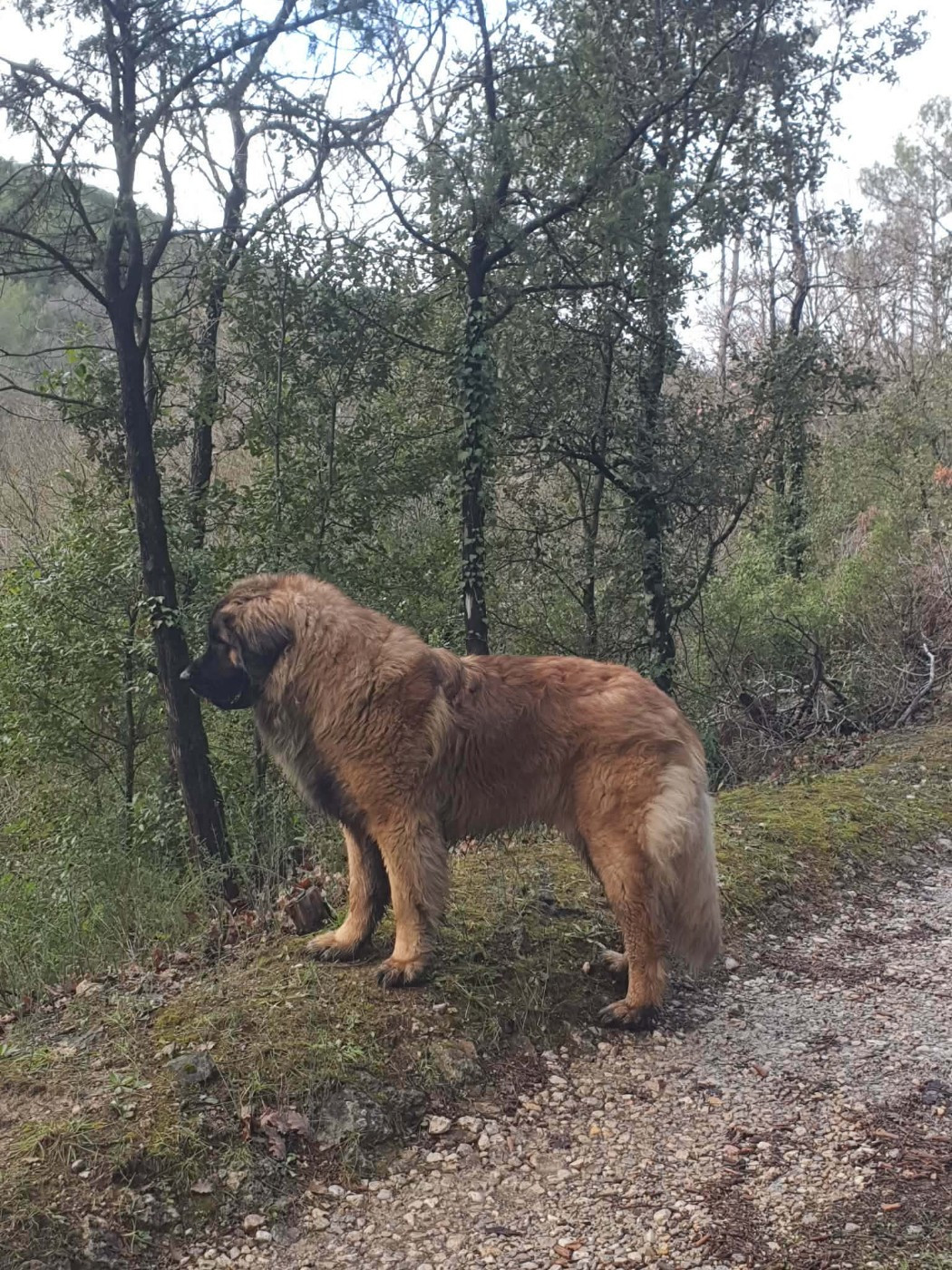 Valio viserion des dragons de provence