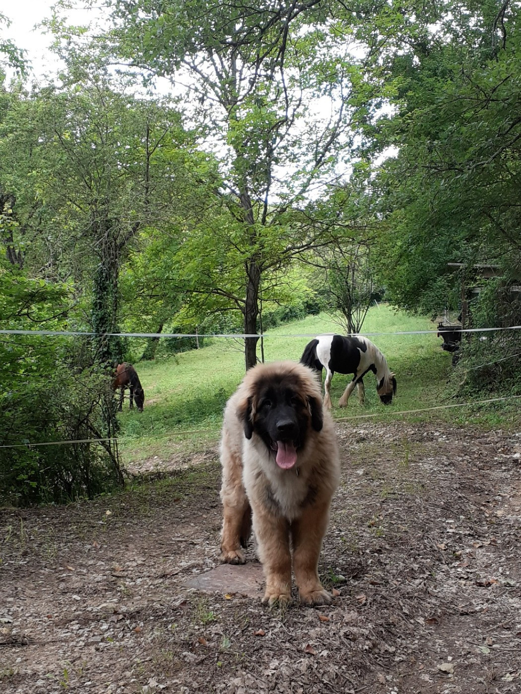 Valio viserion des dragons de provence