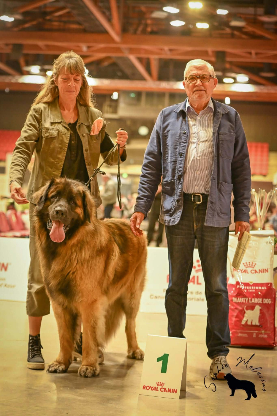 Valio viserion des dragons de provence - 1 er excellent CACS CACIB meilleur de race BOB