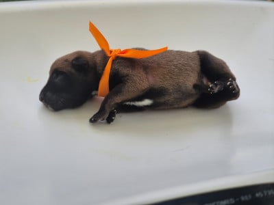 Les chiots de Berger Belge