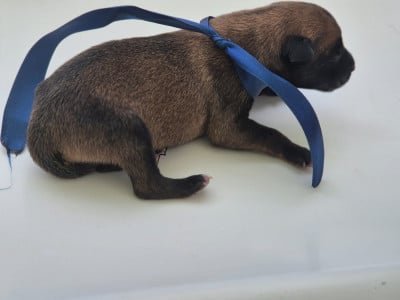 Les chiots de Berger Belge