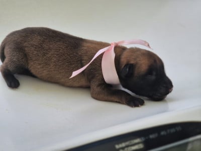 Les chiots de Berger Belge