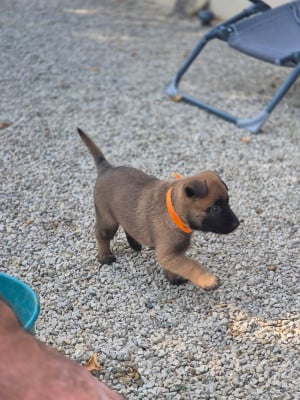 Les chiots de Berger Belge