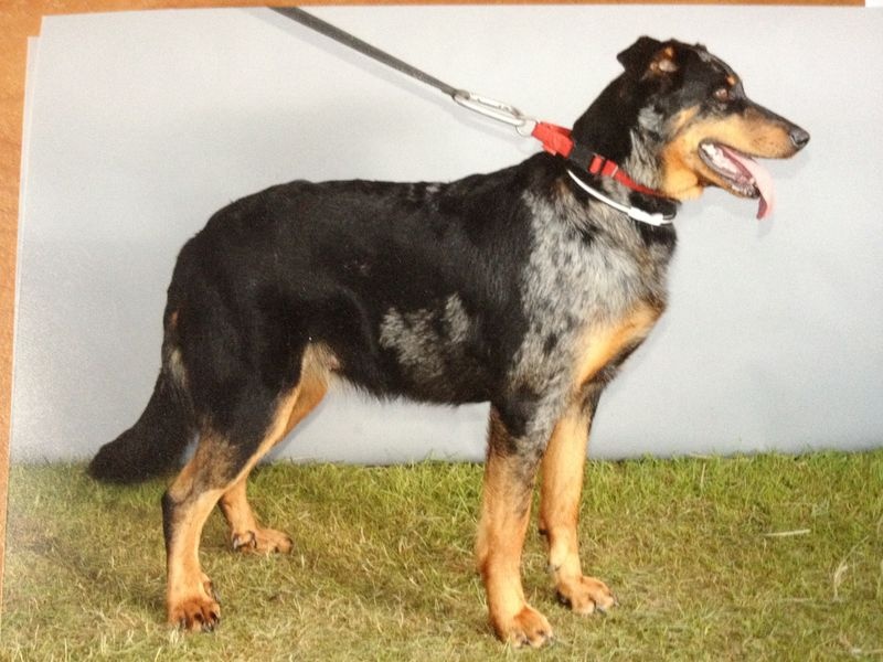 Faunix argente du mont des croisettes - medaille