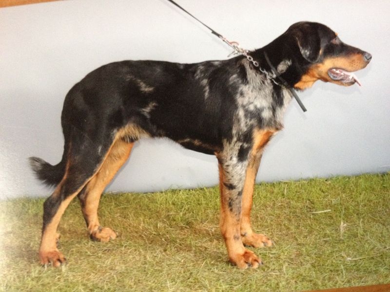 Godzilla Du Domaine De Gaïa - coupe