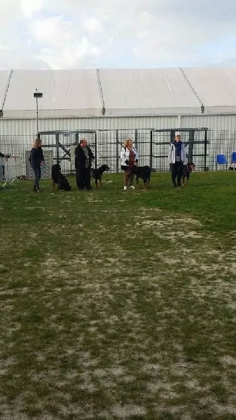 Faunix argente du mont des croisettes - coupe