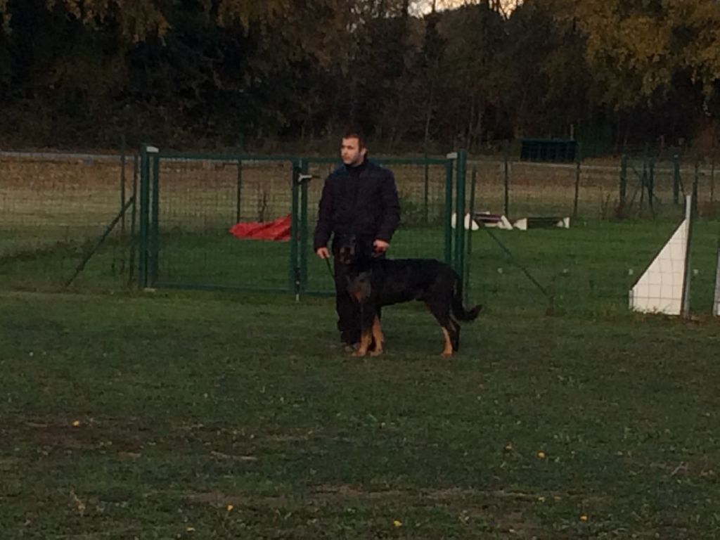 Godzilla Du Domaine De Gaïa - MEDAILLE