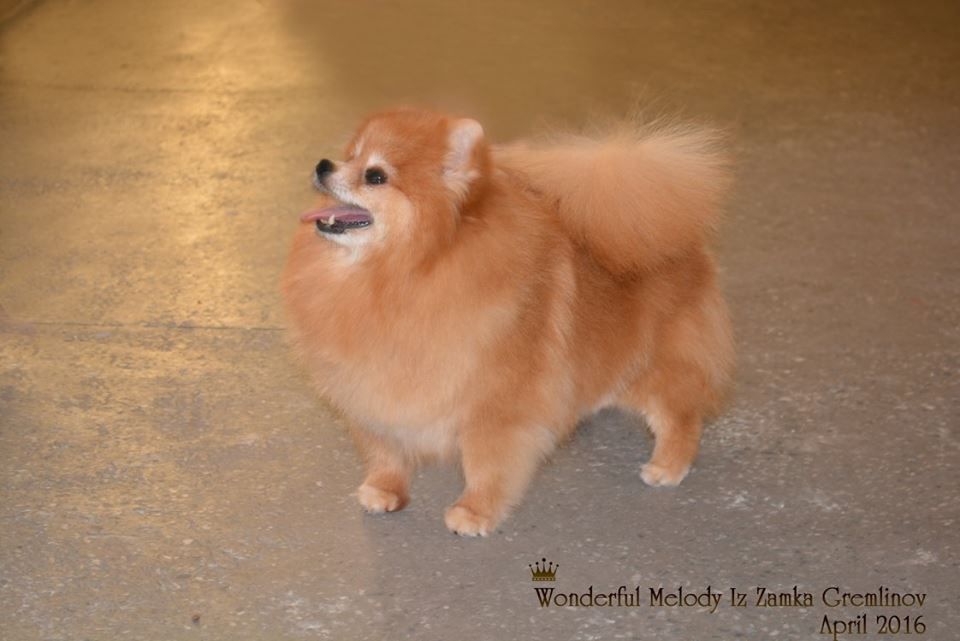 Publication : flores lane Auteur : Natalia Seergeeva