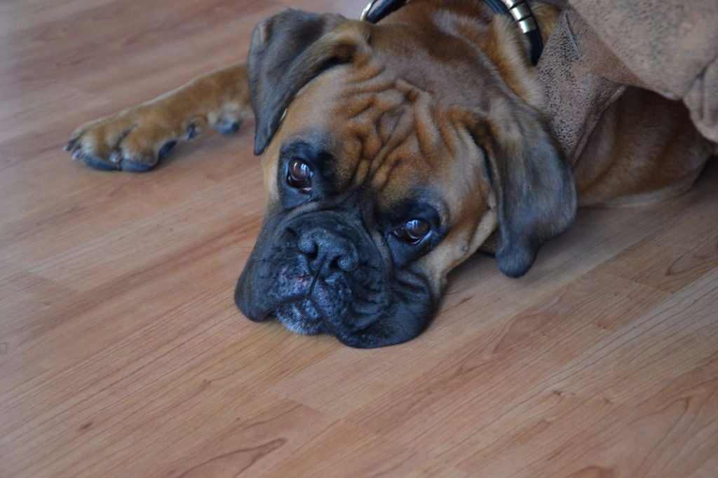 Loki De La Belgariade