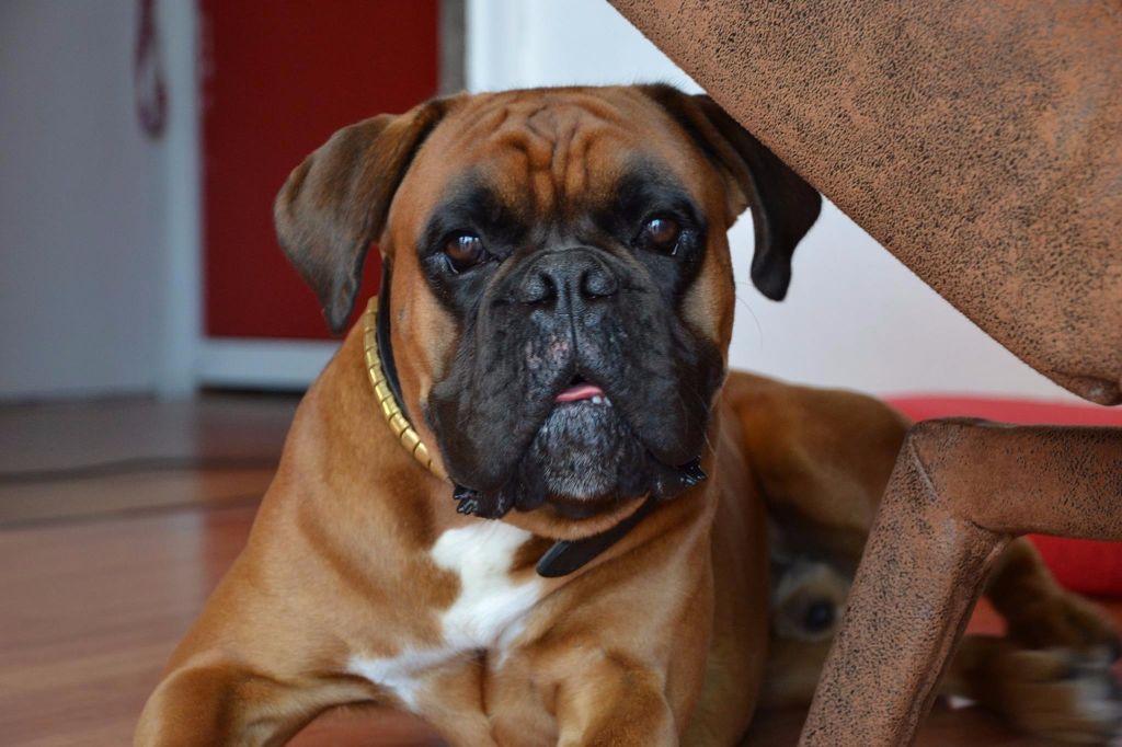 Loki De La Belgariade