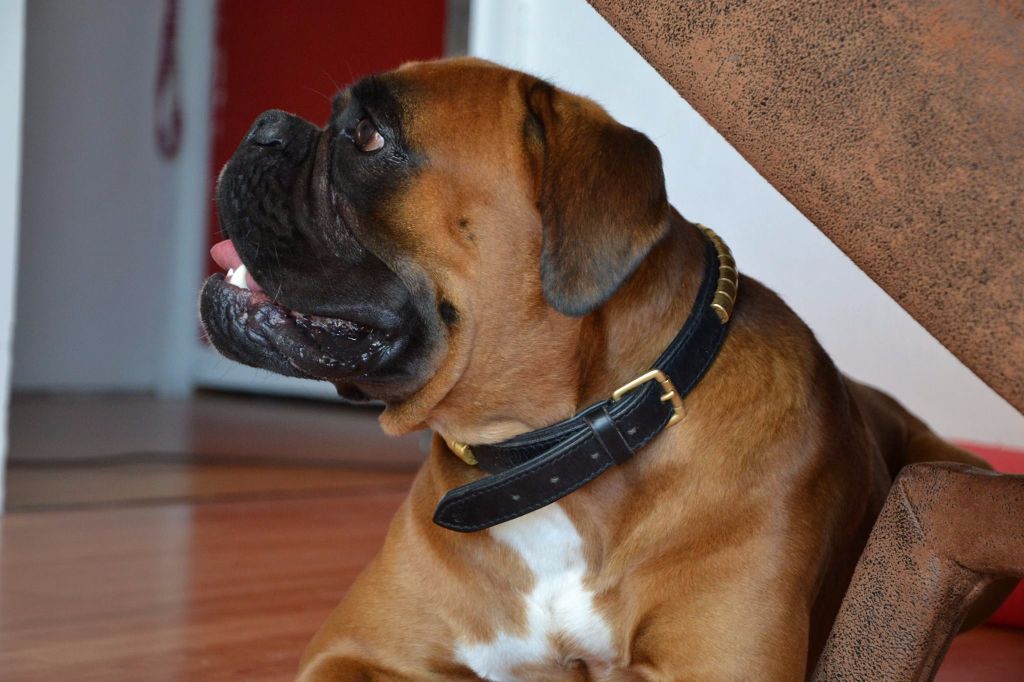 Loki De La Belgariade