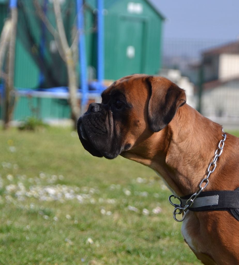 Loki De La Belgariade