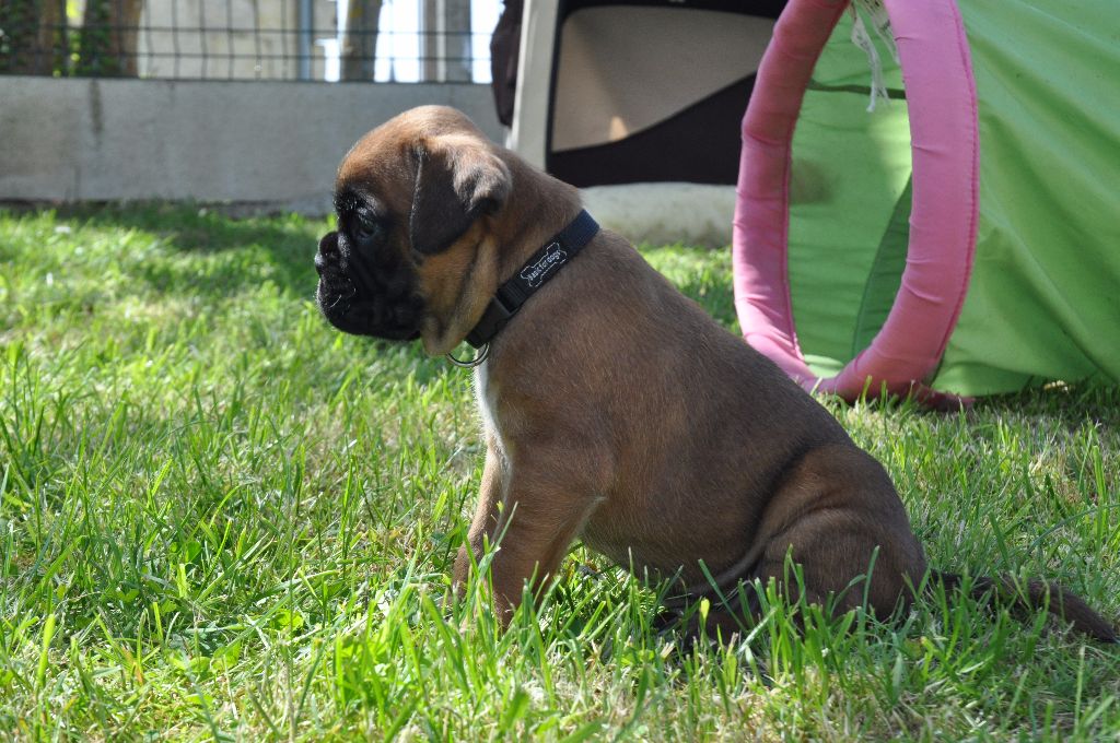 Loki De La Belgariade