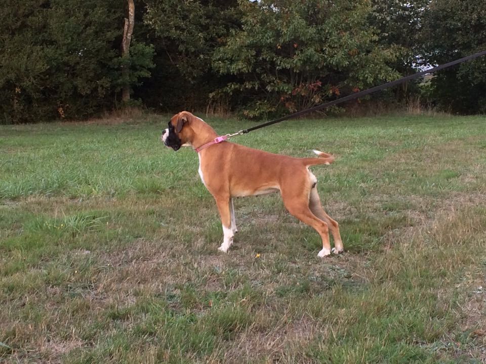 Muxu De La Belgariade - Excellent non Classé