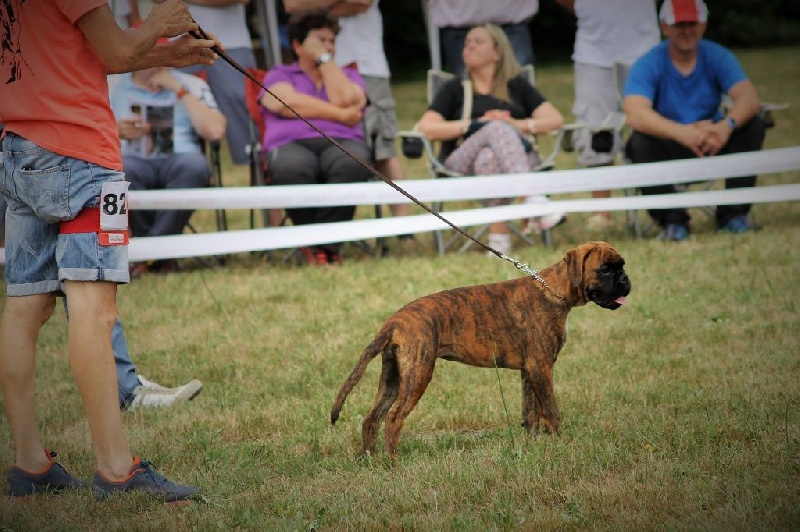 Lady doudou De La Belgariade - 2eme Très Prometteur