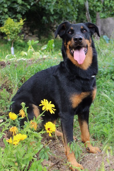 Publication : Des Crocs De Cashcaïa Auteur : Sandra Rossi