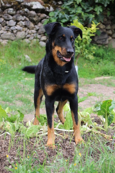 Publication : Des Crocs De Cashcaïa Auteur : Sandra Rossi