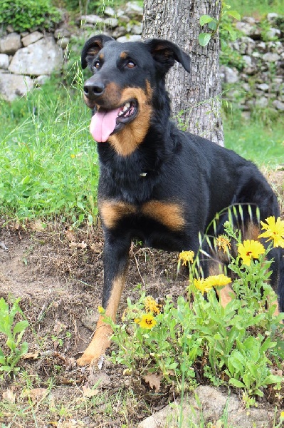 Publication : Des Crocs De Cashcaïa Auteur : Sandra Rossi