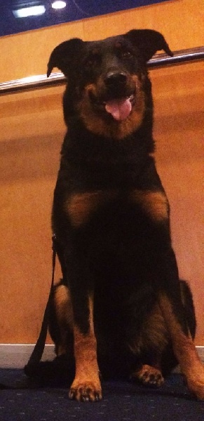 Jeanna (Sans Affixe) - 1ère Excellent CAC CACIB BOB Sélectionnée pour la CRUFT 2017