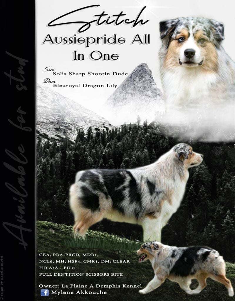 aussiepride All in one dit stitch